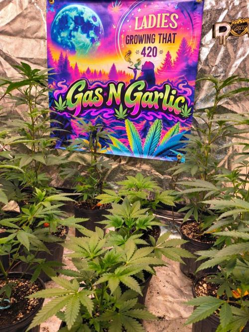 Gas N Garlic. Week 4 - These girls have exploded with growth this week. Yes ma'am!! 