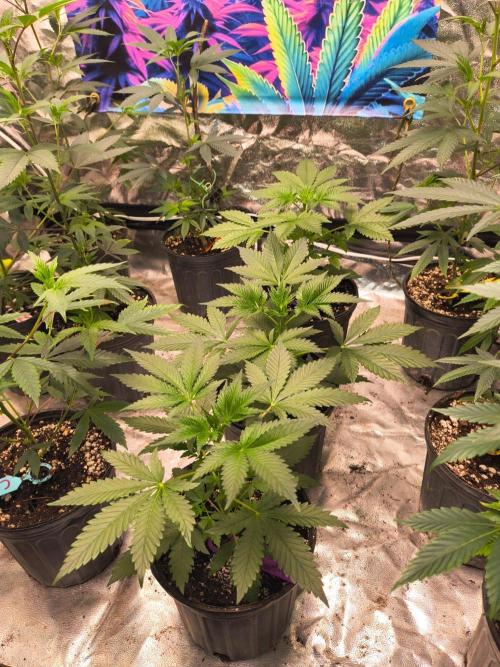 Gas N Garlic. Week 4