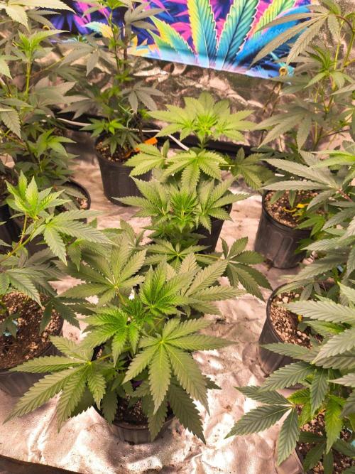 Gas N Garlic. Week 5 - 16th