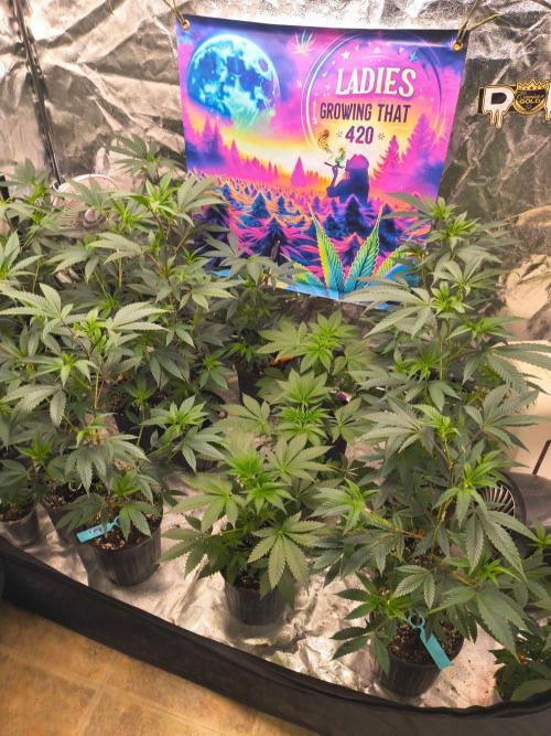 Gas N Garlic. Week 5 - 19th the whole tent is about ready to up pot and flip.