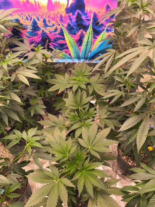 Gas N Garlic. Week 5 - 20th