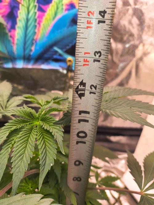 Gas N Garlic G.O.A.T Genetics. Week 6 - 25th