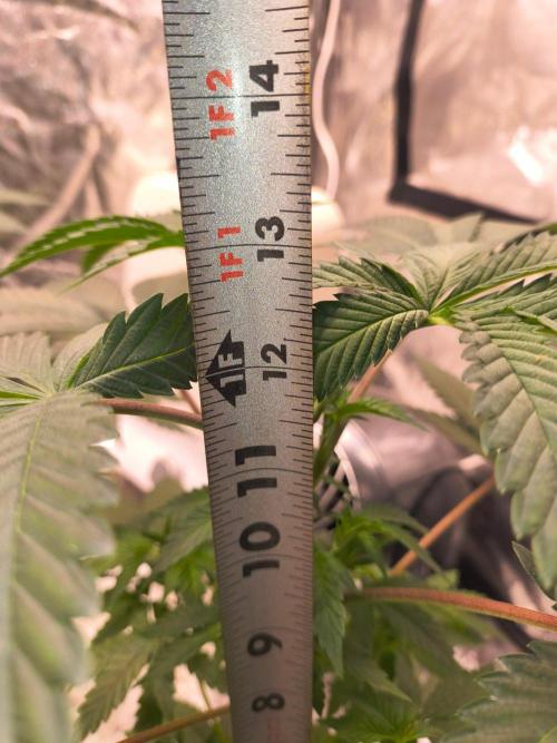 Gas N Garlic G.O.A.T Genetics. Week 6 - 25th