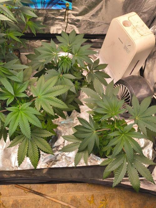 Gas N Garlic G.O.A.T Genetics. Week 6 - Sep 25th they were topped several days ago