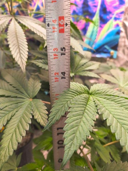 Gas N Garlic G.O.A.T Genetics. Week 6 - 25th