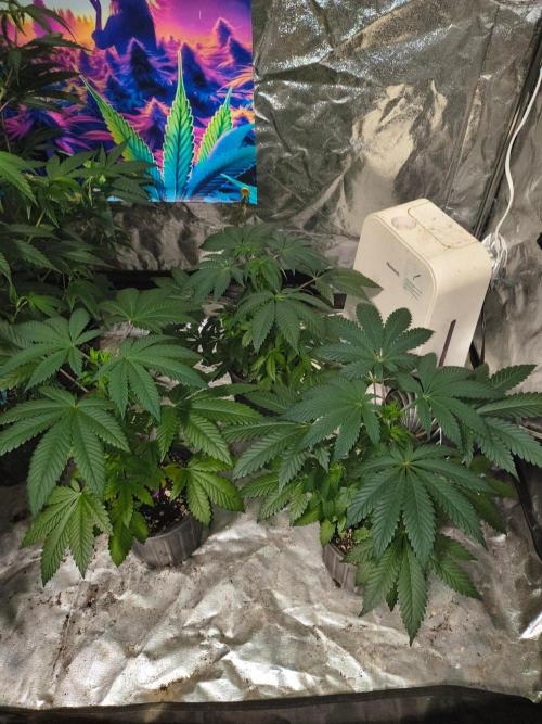 Gas N Garlic G.O.A.T Genetics. Week 6 - Sep 26th