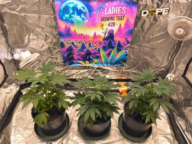 Gas N Garlic G.O.A.T Genetics. Week 6 - Sep 28th