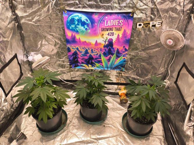 Gas N Garlic G.O.A.T Genetics. Week 7 - Sept 30th topped all branches, so now I have 4 mains and 2 leads per branch.