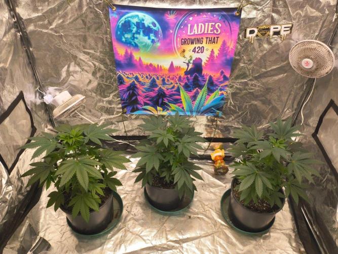Gas N Garlic G.O.A.T Genetics. Week 7 - Oct 1st recovering nicely