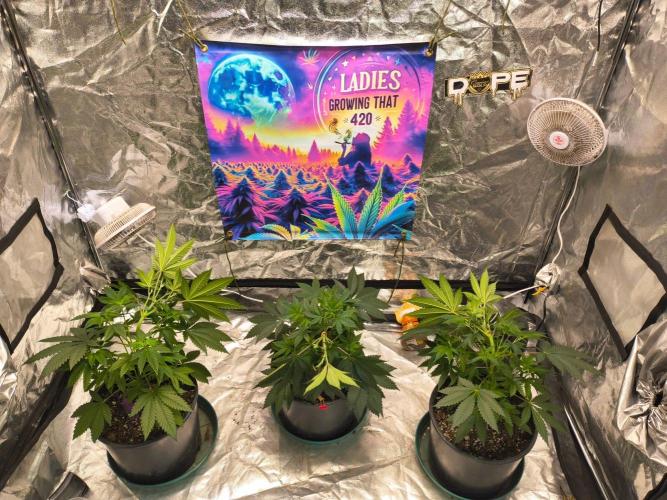 Gas N Garlic G.O.A.T Genetics. Week 7 - Next step in the process, bend over ladies