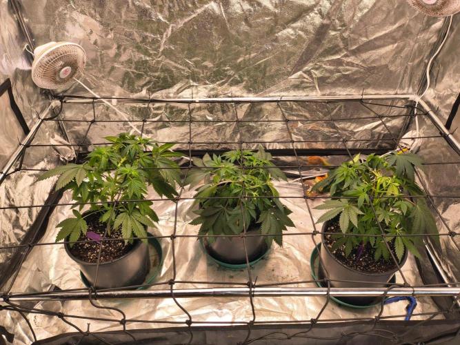 Gas N Garlic G.O.A.T Genetics. Week 7 - Netting in place
