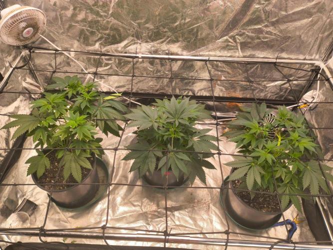 Gas N Garlic G.O.A.T Genetics. Week 7
