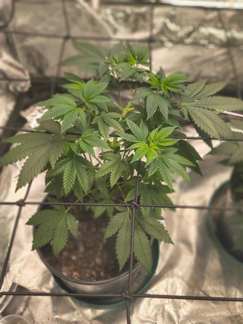 Gas N Garlic G.O.A.T Genetics. Week 7