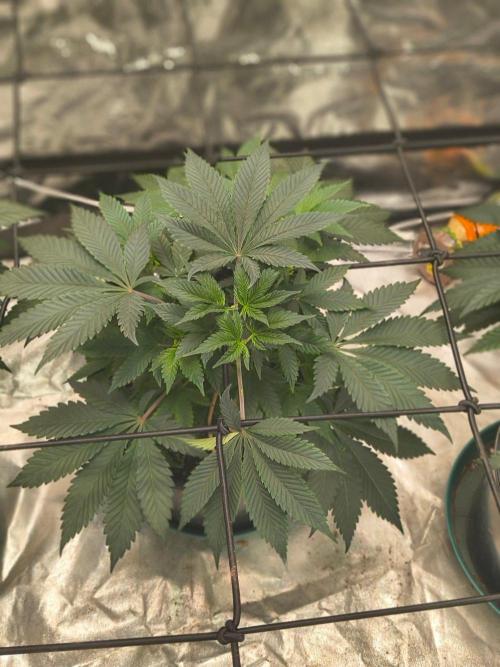 Gas N Garlic G.O.A.T Genetics. Week 7