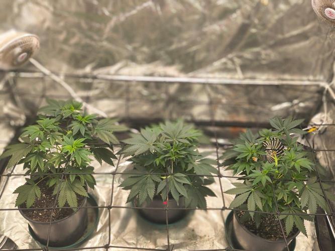 Gas N Garlic G.O.A.T Genetics. Week 7
