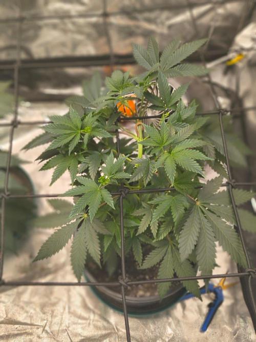 Gas N Garlic G.O.A.T Genetics. Week 7