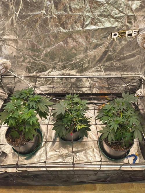 Gas N Garlic G.O.A.T Genetics. Week 7 - Oct 5th