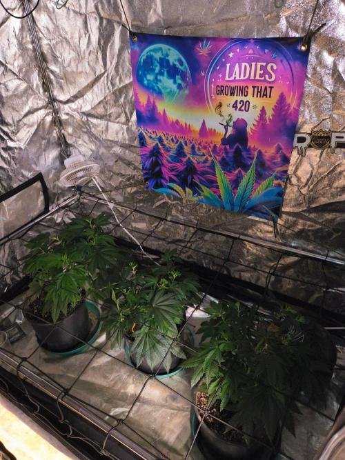 Gas N Garlic G.O.A.T Genetics. Week 8 - First night of 12/12 let's go fast flower!!!!
So far they have been super easy.