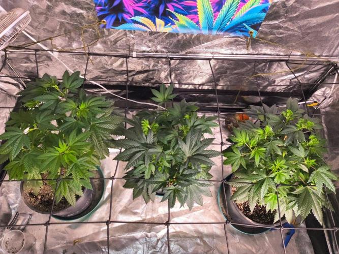 Gas N Garlic G.O.A.T Genetics. Week 8