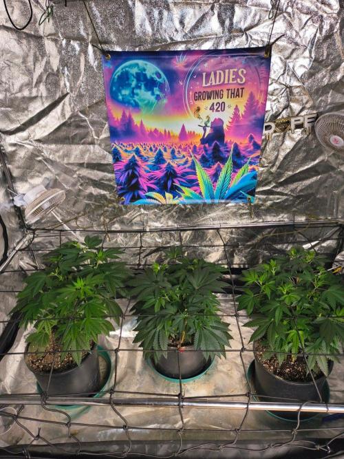 Gas N Garlic G.O.A.T Genetics. Week 8 - Didn't get to take a pic before lights out, maybe tomorrow.
