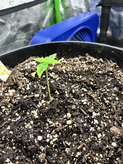 Back at it. Week 1 - 2/19 approx. 1week from germ