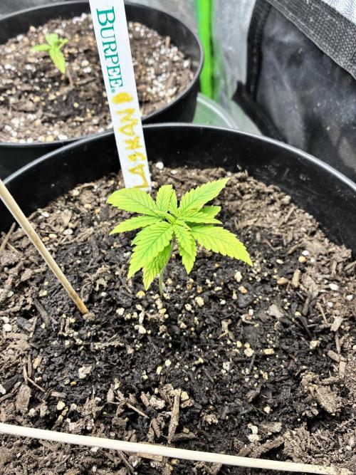 Back at it. Week 2 - Need some tlc I've lowered light intensity only misting top soil to let pots dry