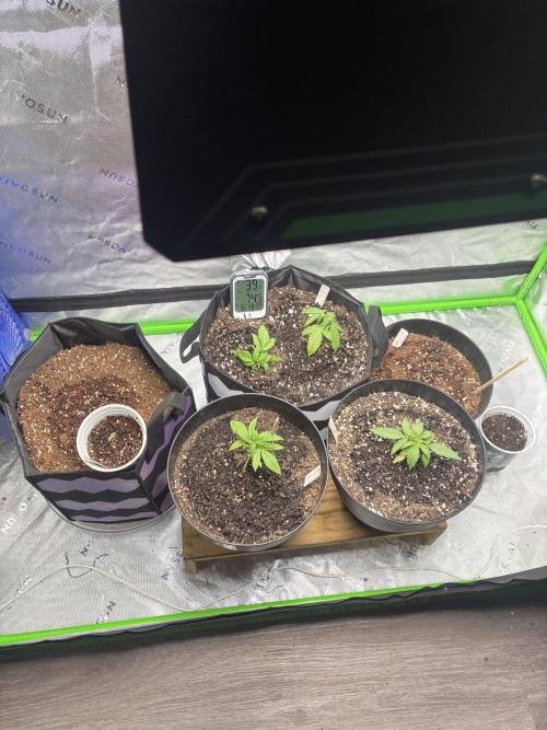 Back at it. Week 3 - All the autos healthy and slowly growing. Lights at 50-75% began fish fertilizer