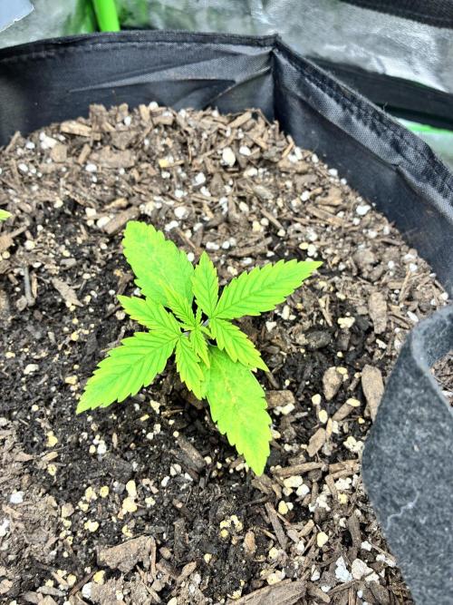 Back at it. Week 2 - Strawberry cheesecake 