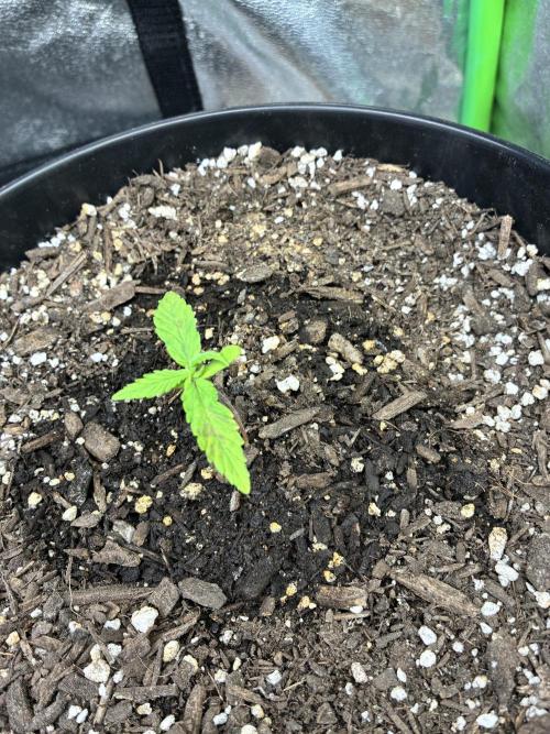 Back at it. Week 2 - Rainbow mints 