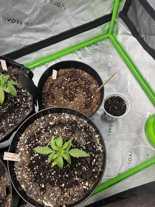 Back at it. Week 3 - Rainbow mints