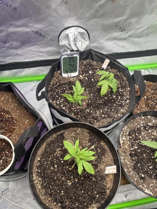 Back at it. Week 3 - Alaskan BB + 2x strawberry cheesecake 
