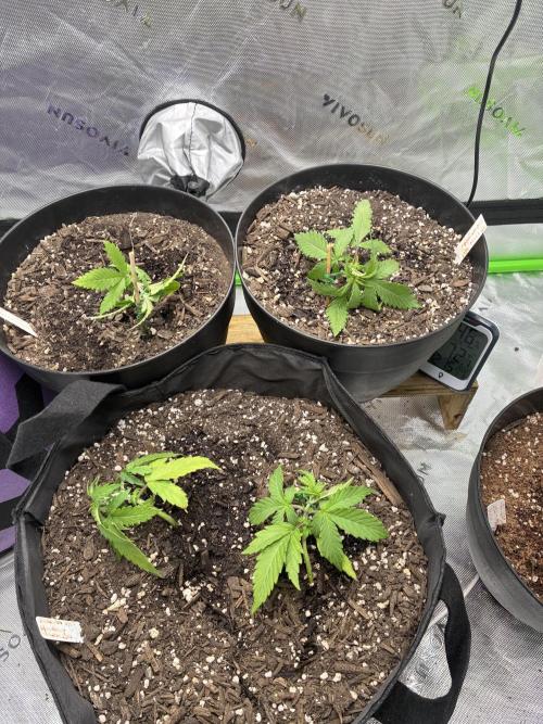 Back at it. Week 3 - From top left- Alaskan BB 
Top right- rainbow mints 
Bottom two- Strawberry CK