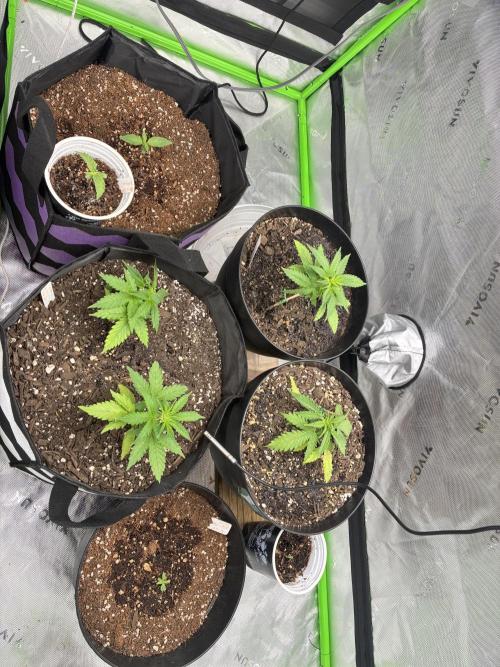 Back at it. Week 4 - So theses auto are now are now about 4 weeks from germination 