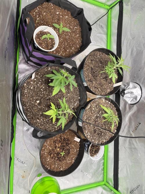 Back at it. Week 4 - Strawberry cheesecake started flowering 