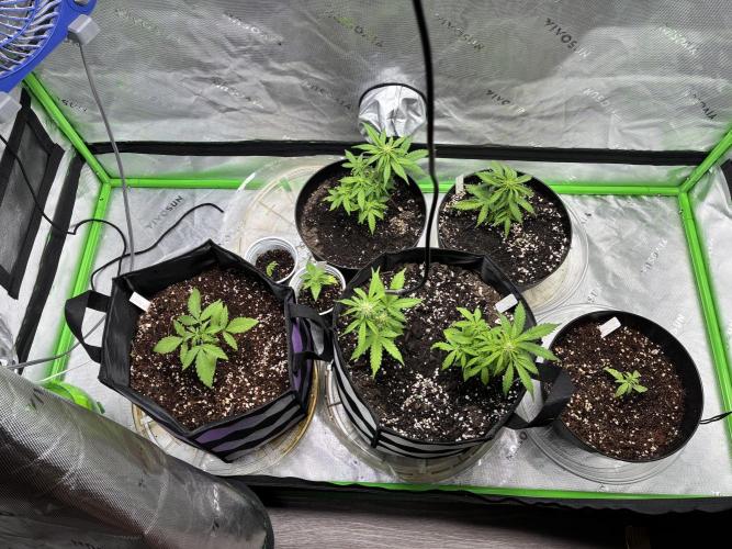 Back at it. Week 5 - Day 39 for Alaskan BB
Day 33 strawberry cheesecake

