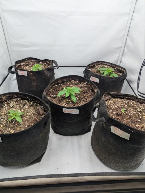 Polar Gelato SS. Week 1