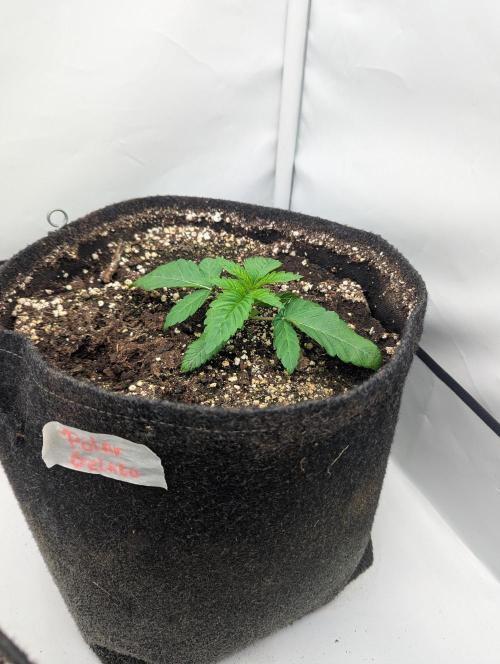 Polar Gelato SS. Week 1