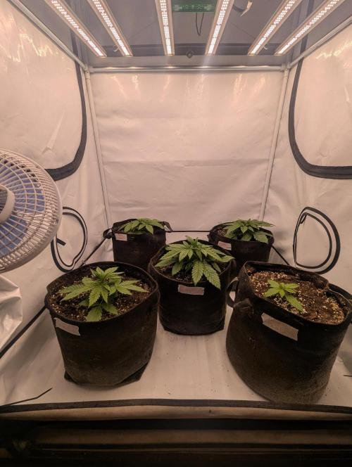 Polar Gelato SS. Week 2