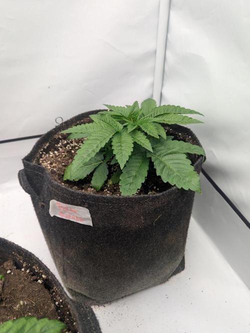 Polar Gelato SS. Week 2