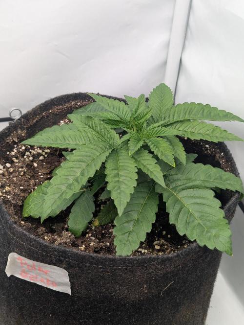 Polar Gelato SS. Week 2