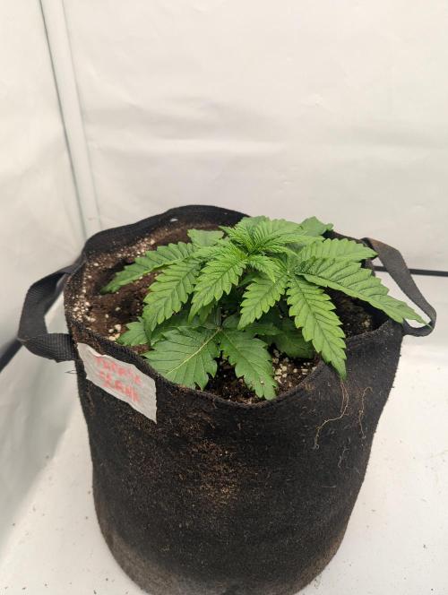 Papaya Stank OSS. Week 2