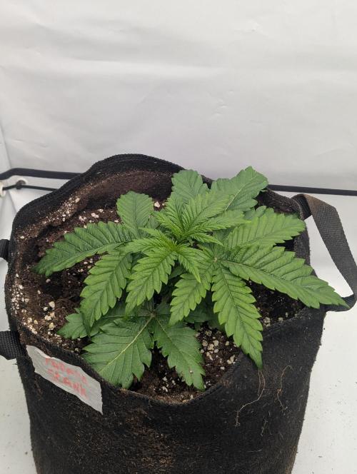 Papaya Stank OSS. Week 2