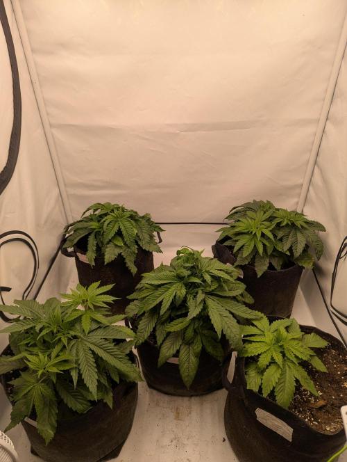 Purple Overload OSS. Week 3