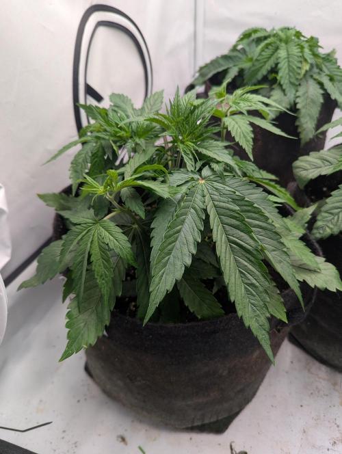 Purple Overload OSS. Week 3