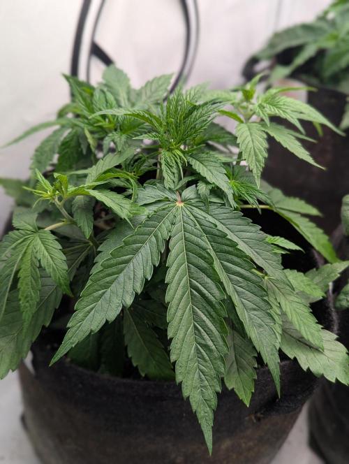 Purple Overload OSS. Week 3