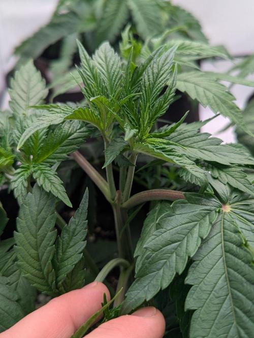 Purple Overload OSS. Week 3