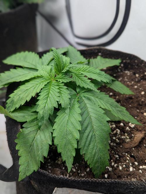 Banana Fumes OSS. Week 2