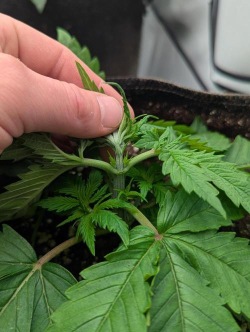 Banana Fumes OSS. Week 2