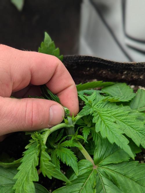 Banana Fumes OSS. Week 2