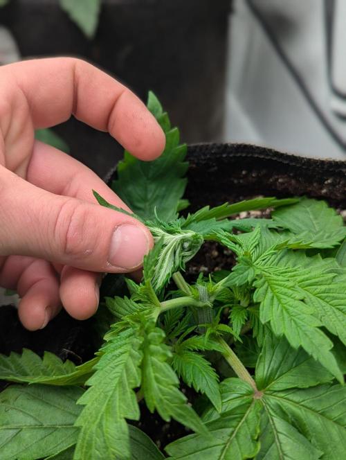 Banana Fumes OSS. Week 2